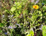 viherpantaheinä seoksessa 1