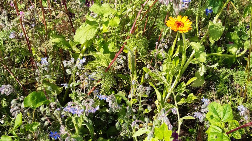 viherpantaheinä seoksessa 1