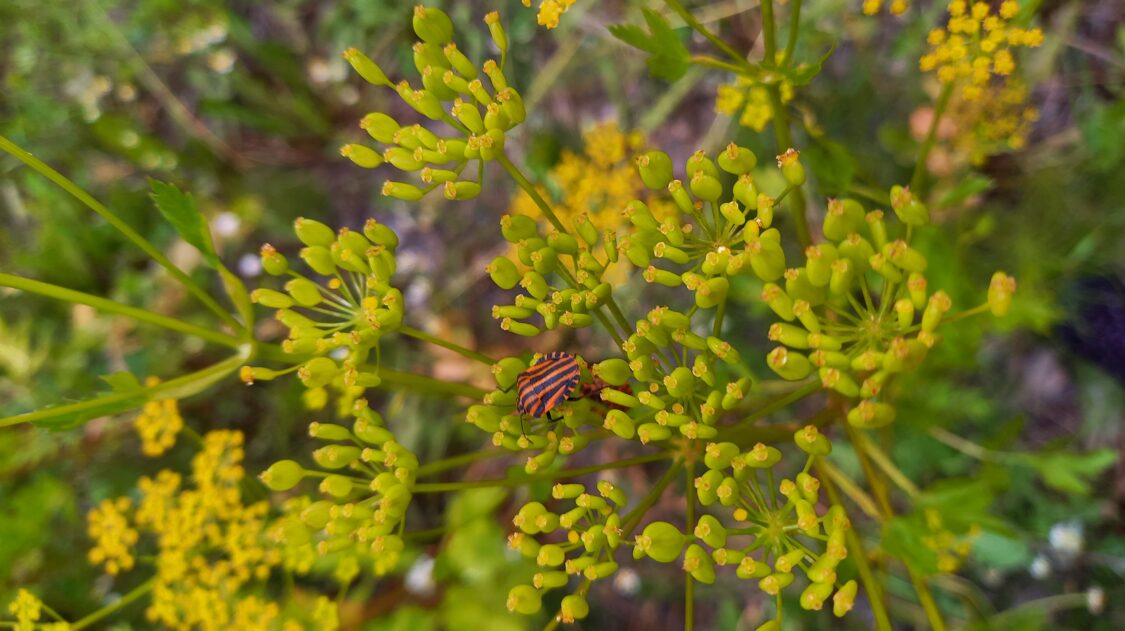 Pyjamalude palsternakalla_ Erja Huusela_20220710_191828