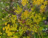 Pyjamalude palsternakalla_ Erja Huusela_20220710_191828