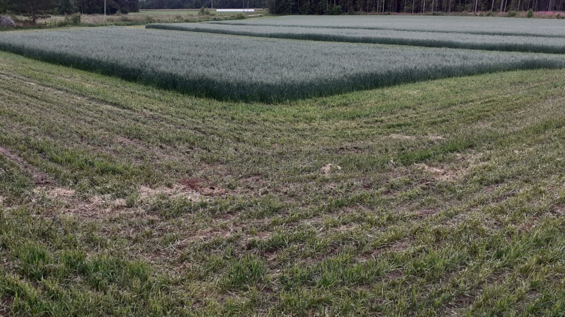 Suojavilja kokoviljasäilörehu