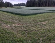 Suojavilja kokoviljasäilörehu