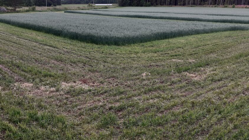 Suojavilja kokoviljasäilörehu