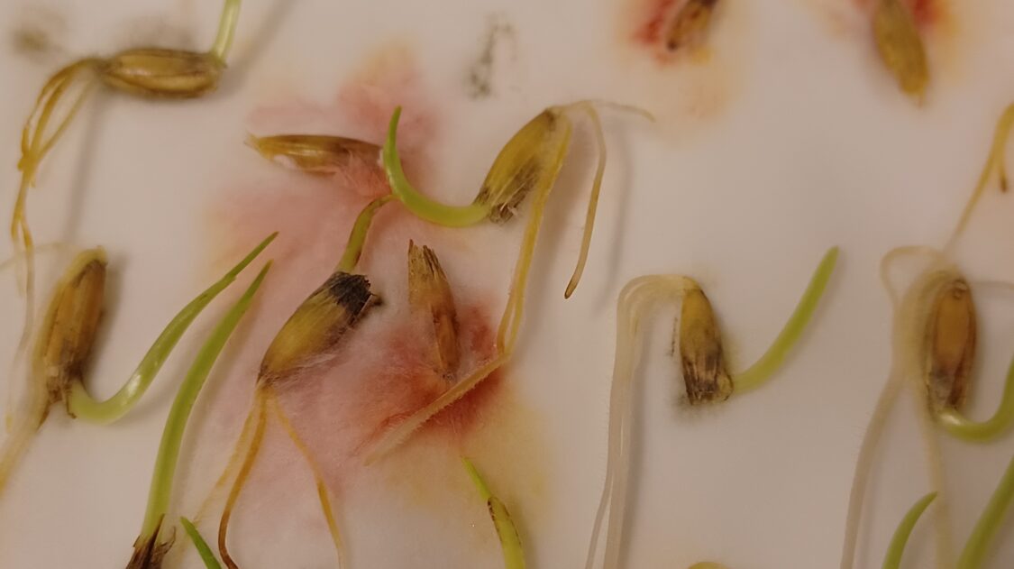 Kuva 3. Punahometta idätyksessä