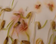 Kuva 3. Punahometta idätyksessä