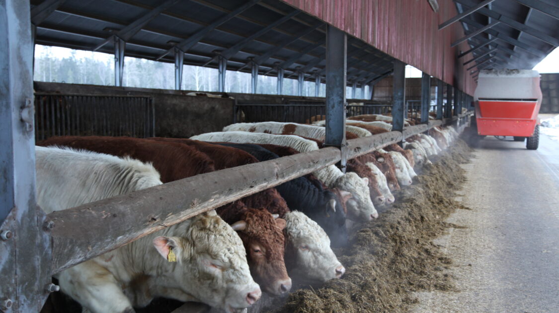 rehua lihanaudan eteen2