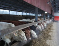 rehua lihanaudan eteen2