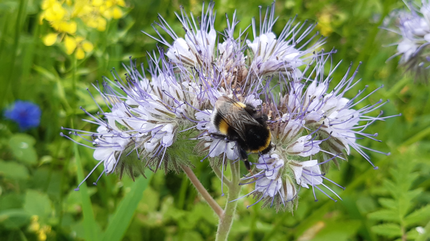 kimalainen-hunajakukassa-pirjo-kivijarvi-luke