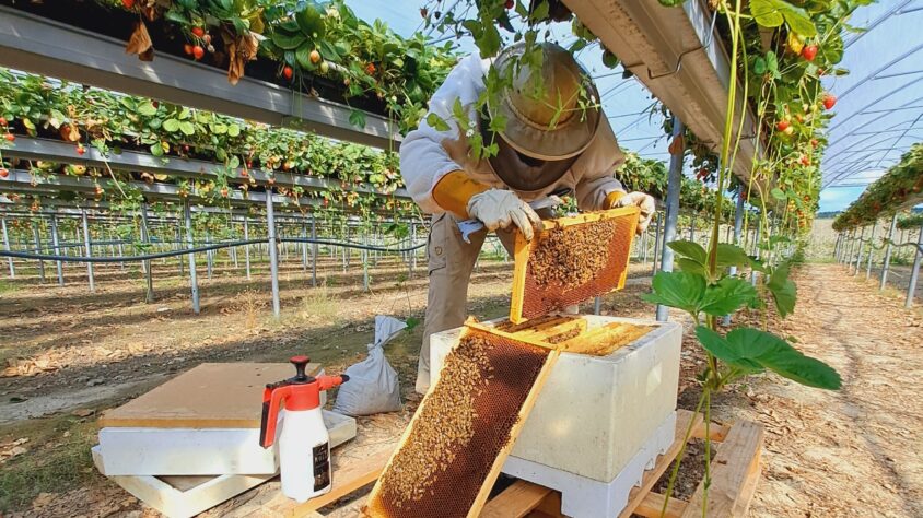 Mehiläispesän_tarkastus_kasvutunnelissa_Anna-Maria_Borshagovski