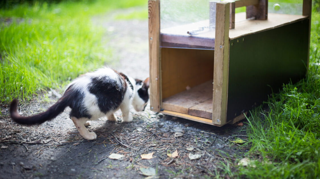 kissanloukutus_Riikka_Ala_Hulkko