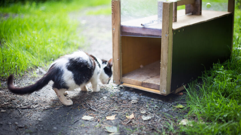 kissanloukutus_Riikka_Ala_Hulkko