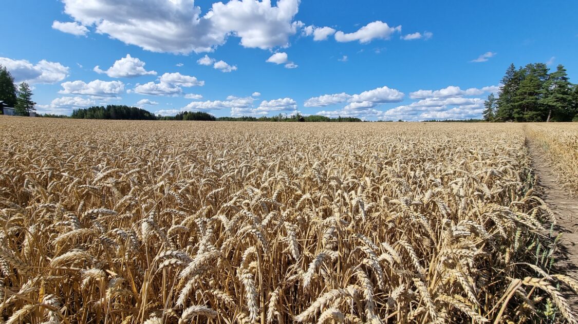 Igloo syysvehnä Stormi 2021 Peltosiemen