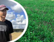 hannu ja viherlannoitusnurmi