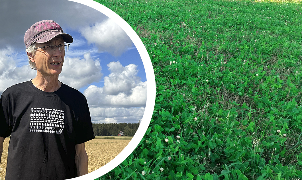 hannu ja viherlannoitusnurmi