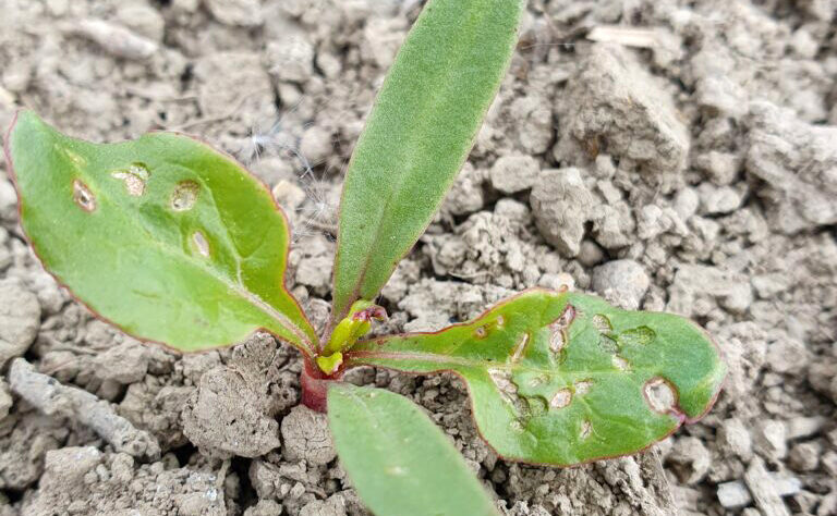 juurikaskirpan vioitus