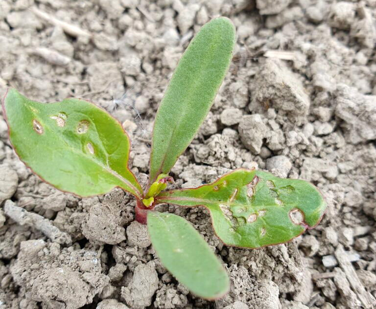 juurikaskirpan vioitus