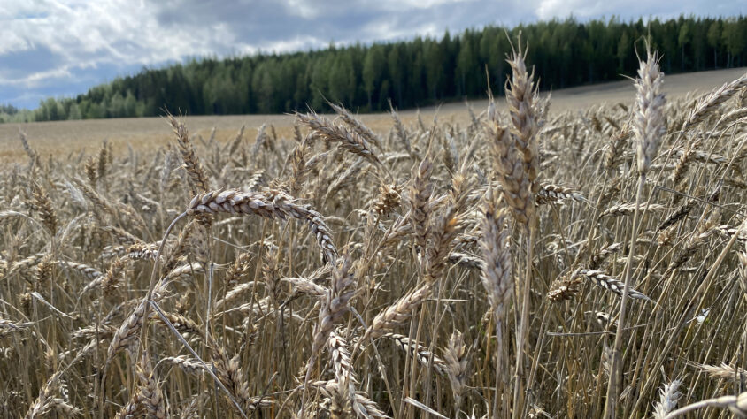 vehnä2