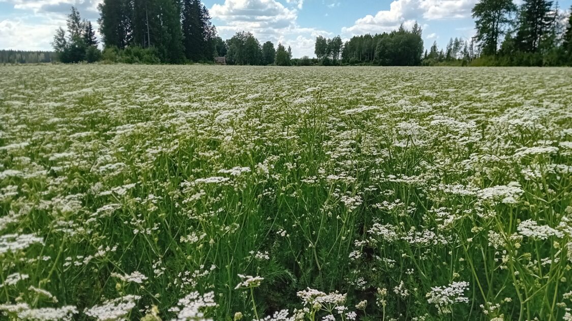 Kumina kukassa ilman suojakasvia