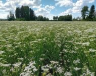 Kumina kukassa ilman suojakasvia