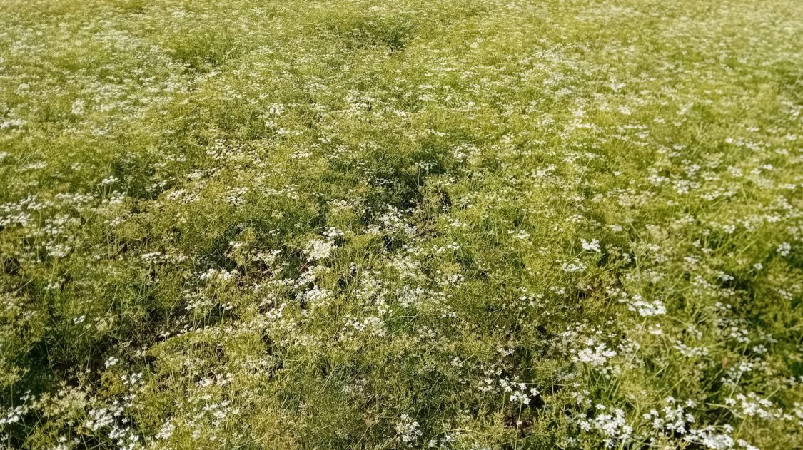 Kumina lopettelee kukintaa