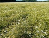 Kumina lopettelee kukintaa