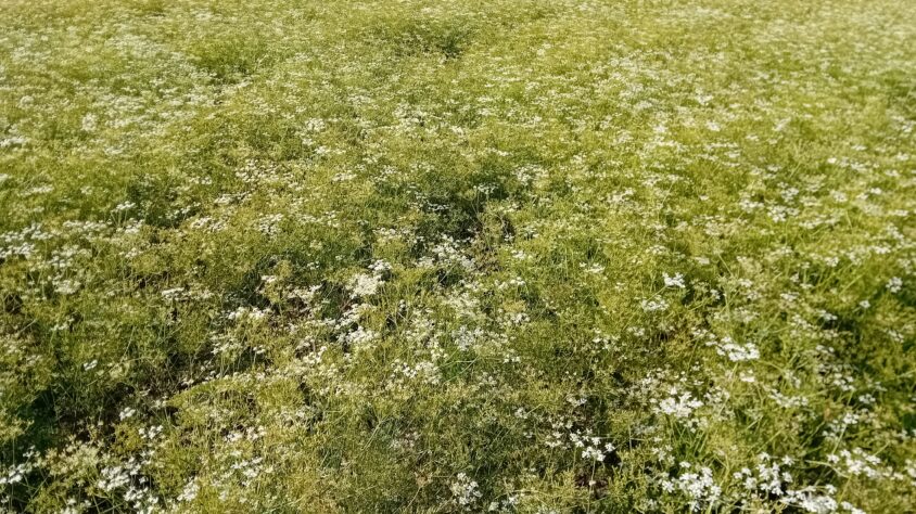 Kumina lopettelee kukintaa