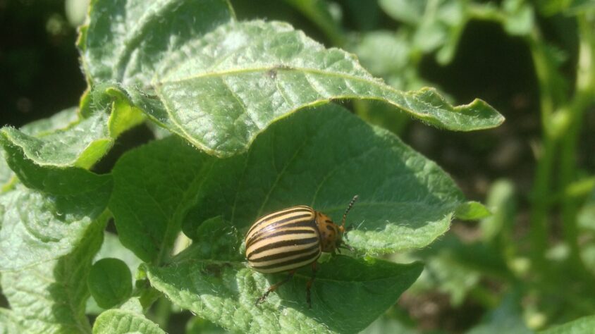 koloradonkuoriainen.-toni-valo