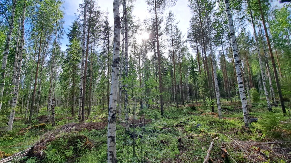 lianapressfile-1724992001658