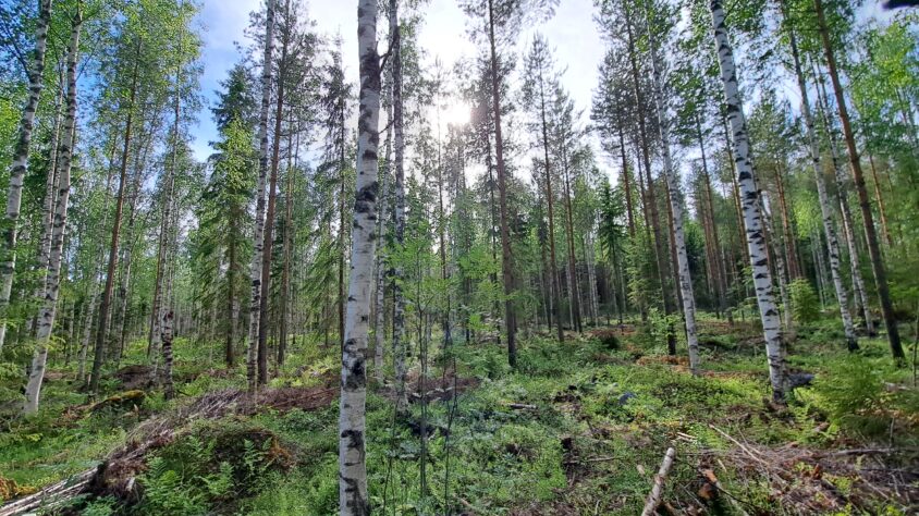 lianapressfile-1724992001658