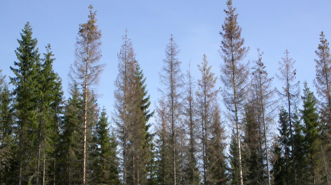 Kirjanpainajan tappama metsanreuna_PL-S