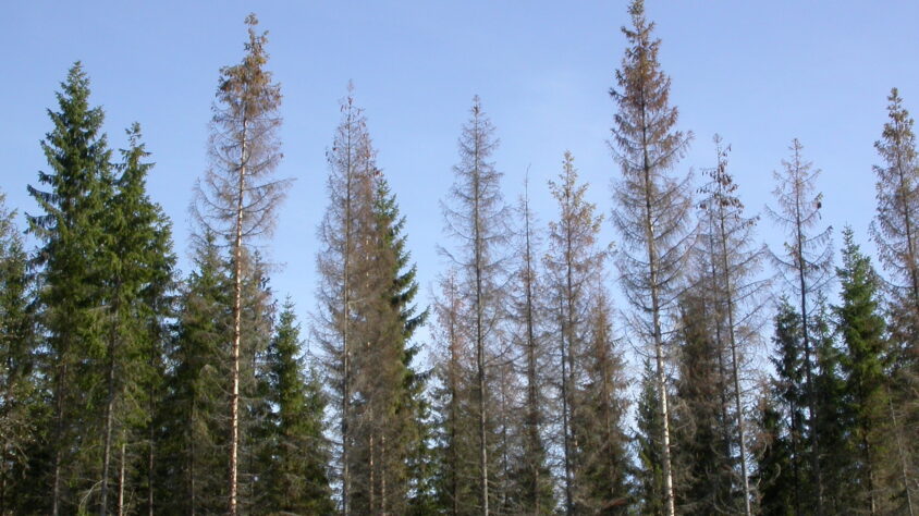 Kirjanpainajan tappama metsanreuna_PL-S