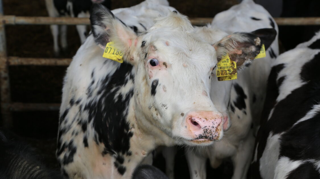 pälvisilsa PIRJO MÄLKIÄ (2)