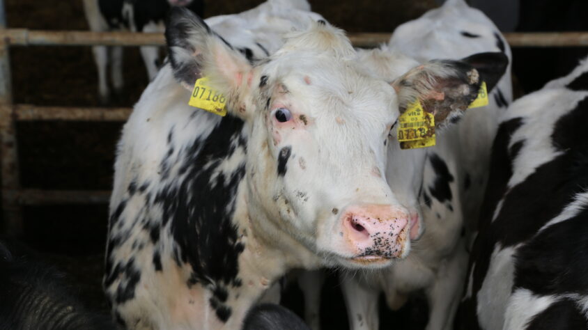 pälvisilsa PIRJO MÄLKIÄ (2)