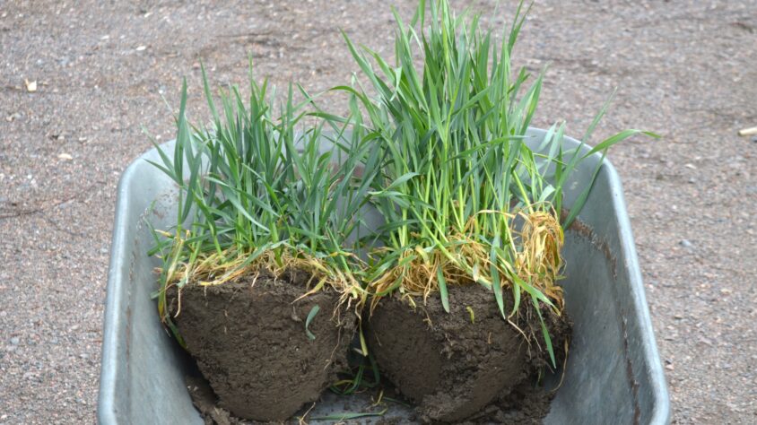 Ruis kottikärryt 4.5.2025