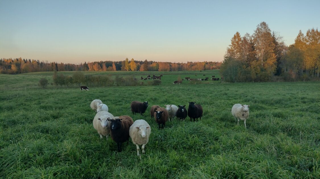 Kuva: Ohra-ahon tila