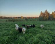 Kuva: Ohra-ahon tila