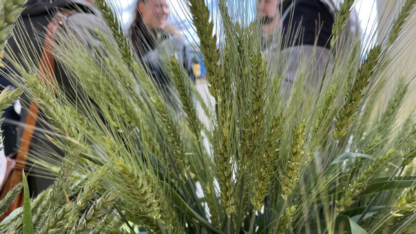 Syysviljat, Tilasiemen