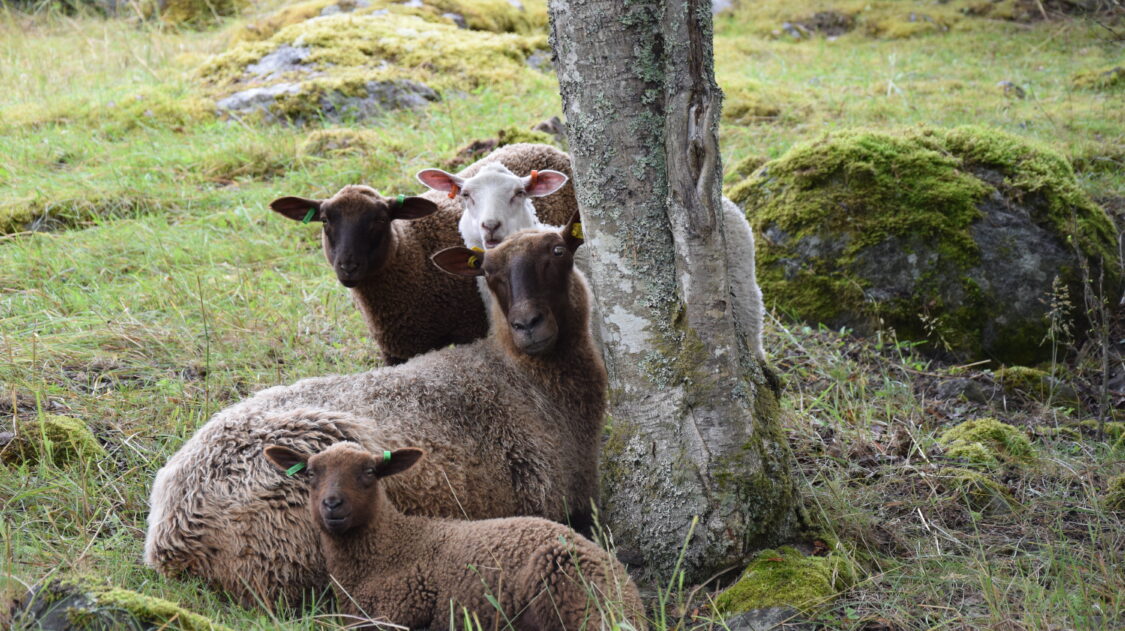 Tolvilan kartanon suomenlampaat. Kuva: Jarmo Latvanen