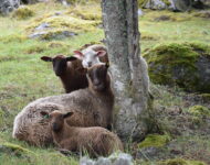 Tolvilan kartanon suomenlampaat. Kuva: Jarmo Latvanen