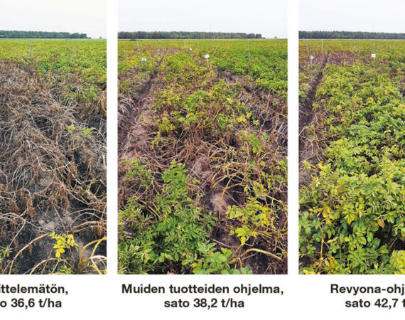 revyona-kasvustokuvat-1024x615Riina