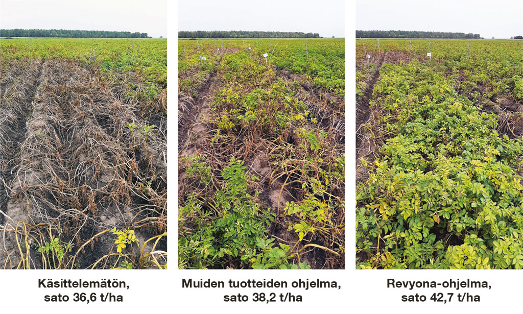 revyona-kasvustokuvat-1024x615Riina