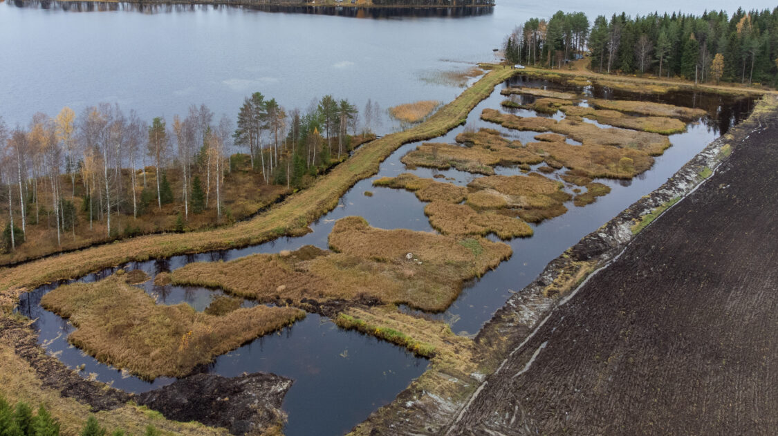 Viitasaari_Kanervalan kosteikko. Kuva Heikki Helle