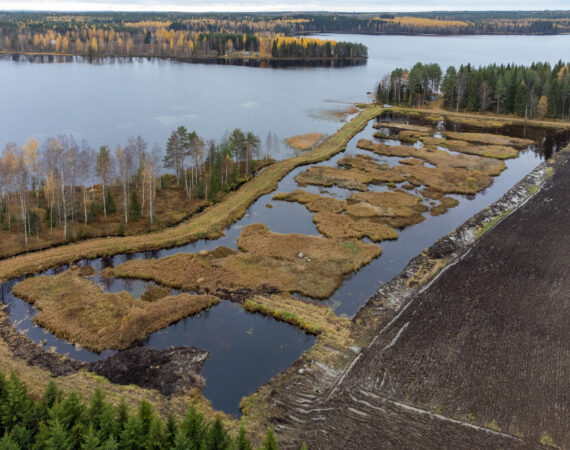 Viitasaari_Kanervalan kosteikko. Kuva Heikki Helle