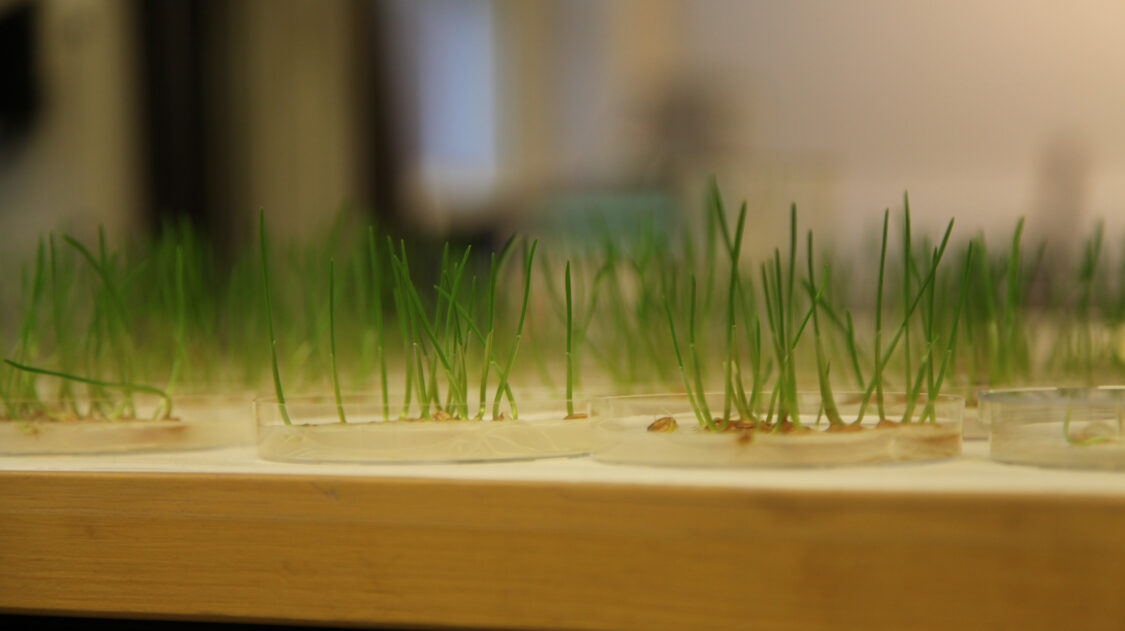 oraita maljassa_edited