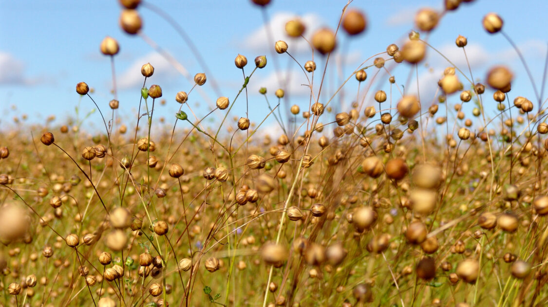 Öljypellava Linseed
