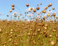 Öljypellava Linseed