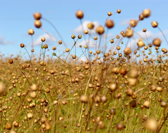 Öljypellava Linseed