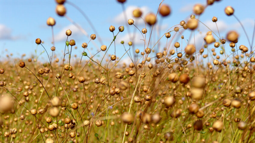 Öljypellava Linseed
