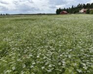 korianteri