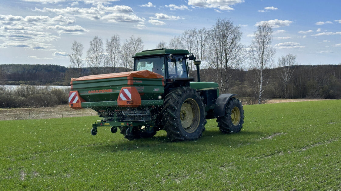 syysvehnä lannoitus7